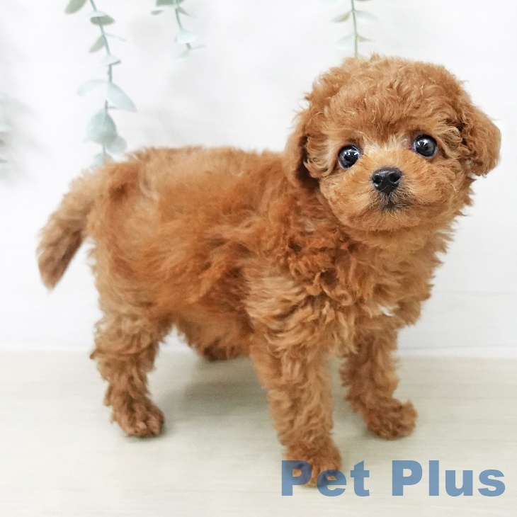 トイ・プードル