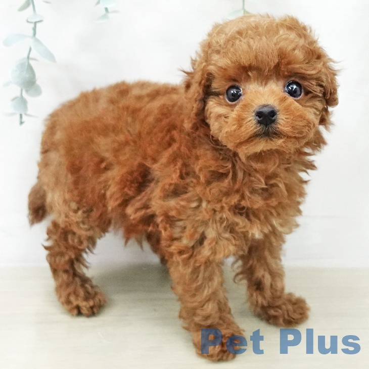 トイ・プードルの写真2