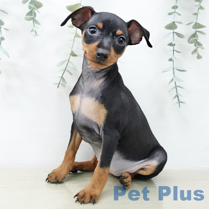 ミニチュア・ピンシャー