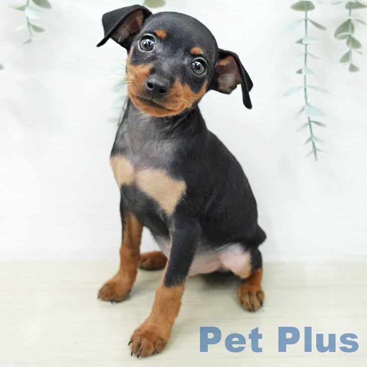 ミニチュア・ピンシャー