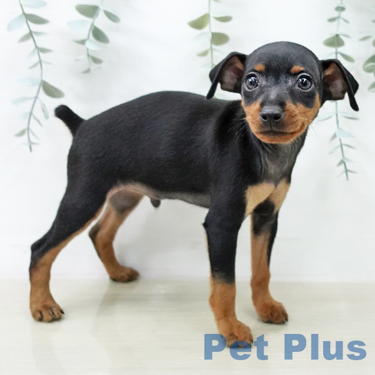 ミニチュア・ピンシャーの写真2