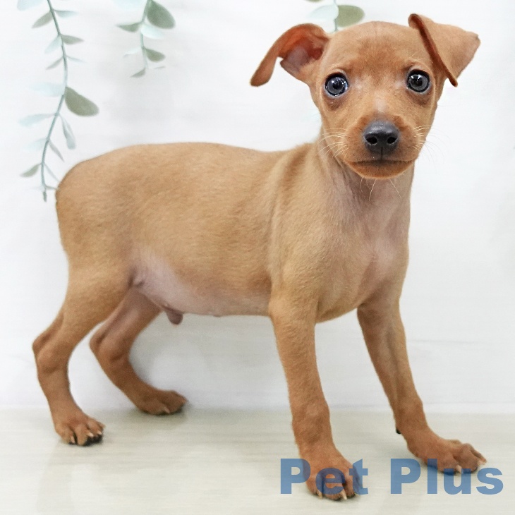 ミニチュア・ピンシャーの写真2