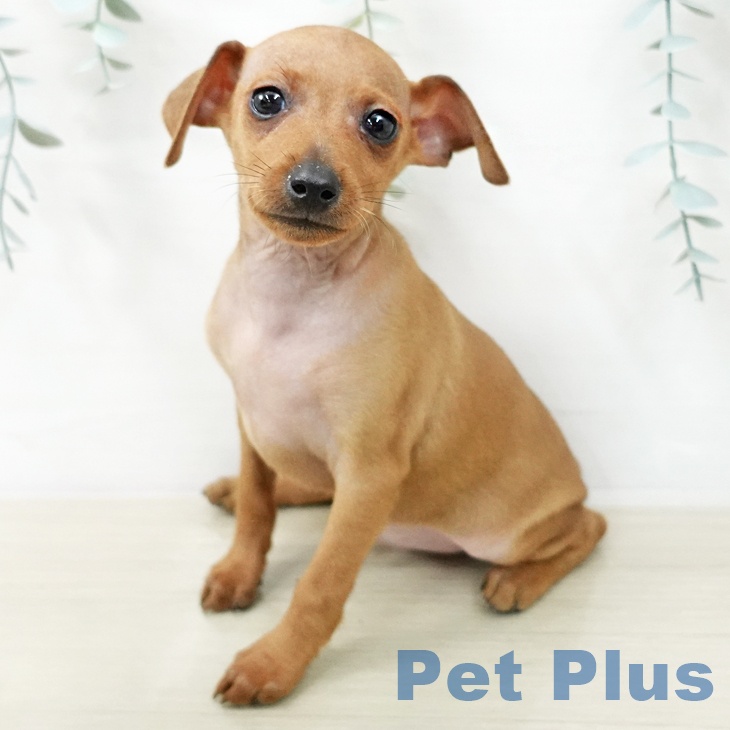 ミニチュア・ピンシャーの写真2