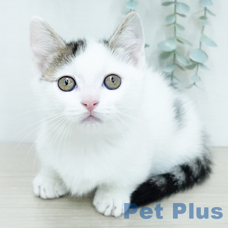 マンチカンの写真2