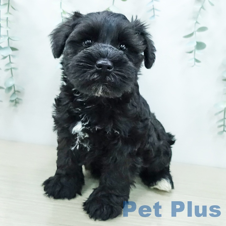 ミニチュア・シュナウザー