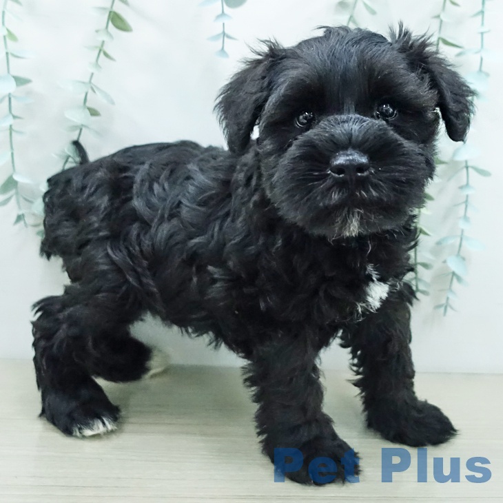 ミニチュア・シュナウザーの写真2