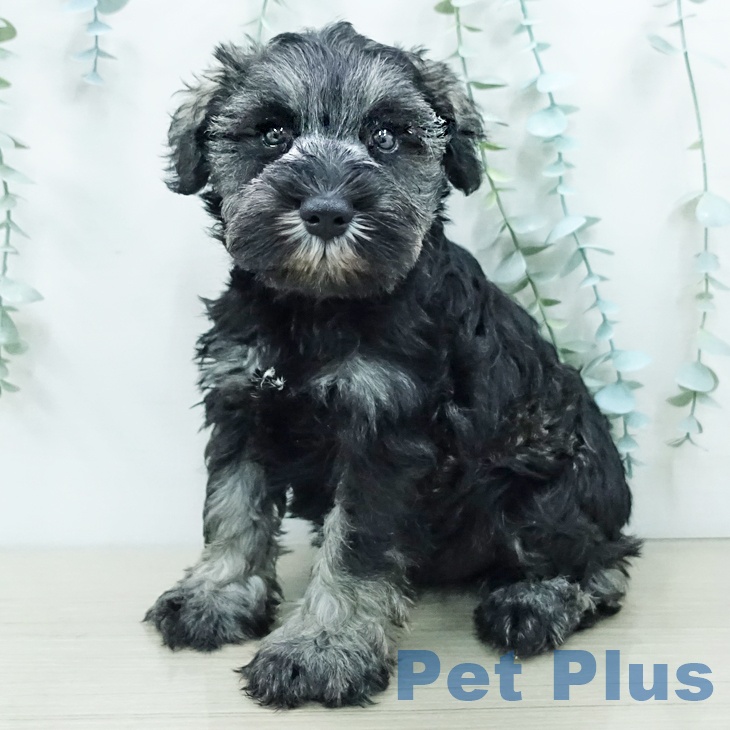 ミニチュア・シュナウザー