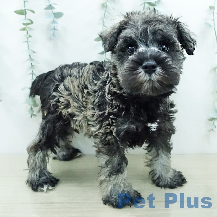 ミニチュア・シュナウザー