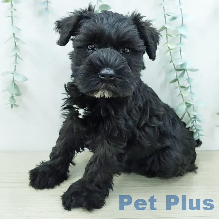 ミニチュア・シュナウザーの写真2