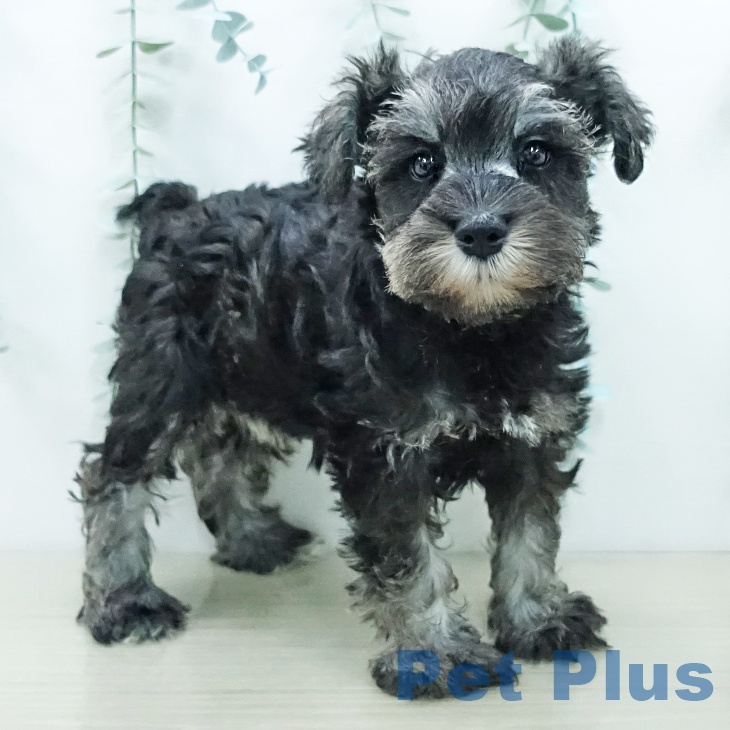 ミニチュア・シュナウザー