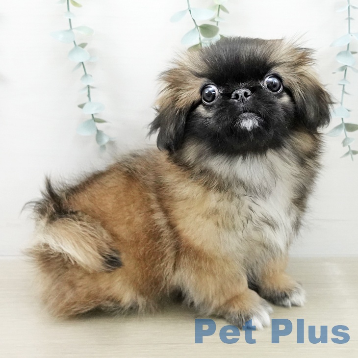 ペキニーズの写真2