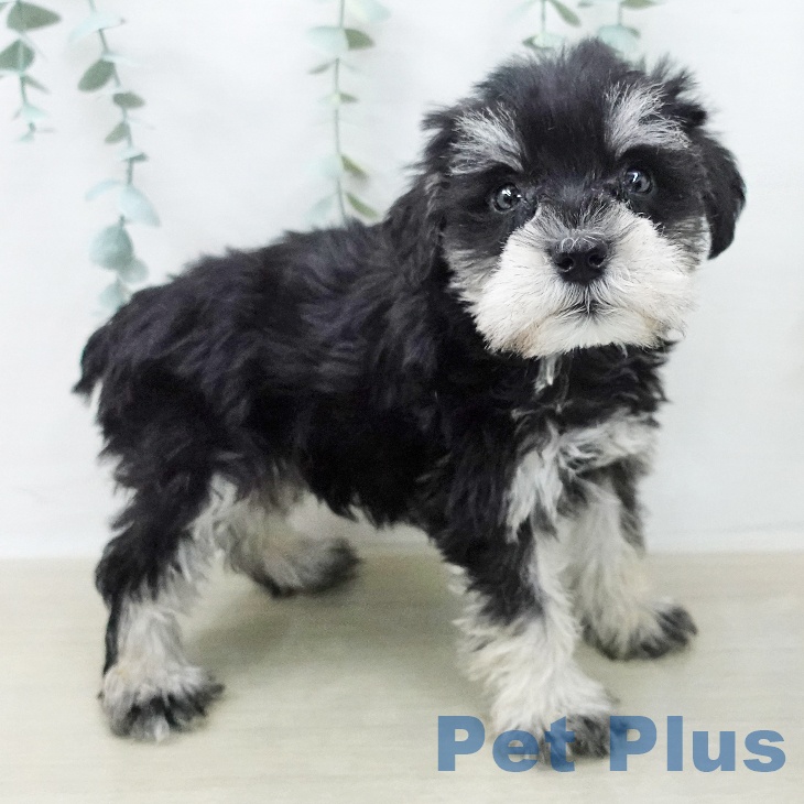 ミニチュア・シュナウザー