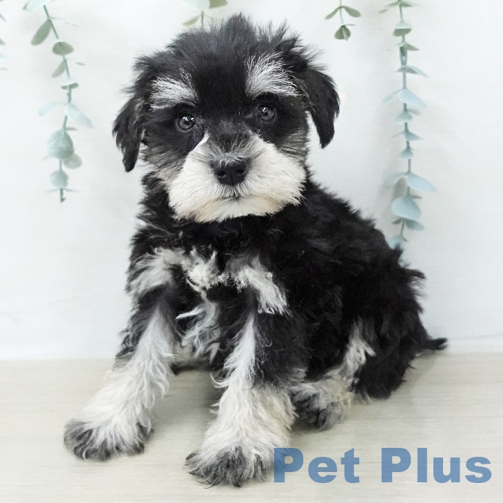 ミニチュア・シュナウザーの写真2