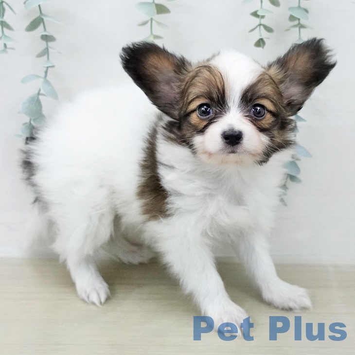 パピヨンの写真2