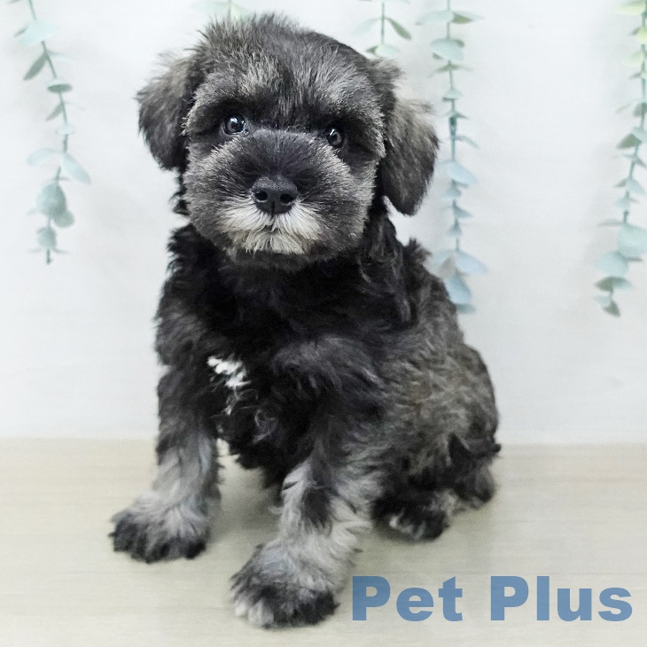 ミニチュア・シュナウザー