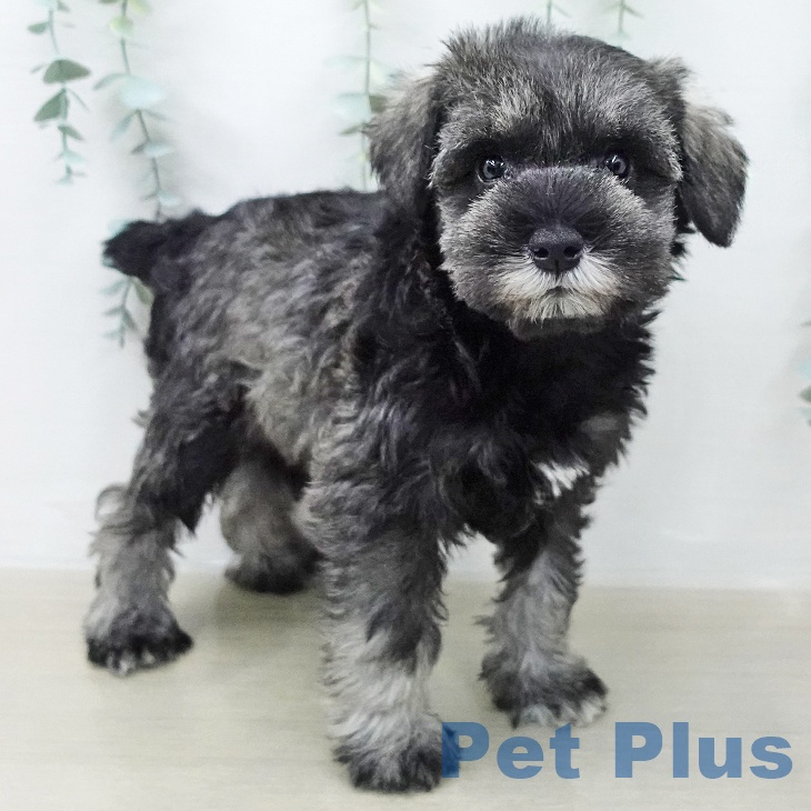 ミニチュア・シュナウザーの写真2