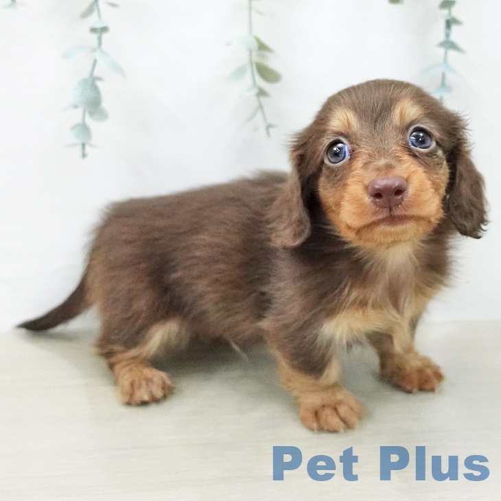 ミニチュア・ダックスフンド