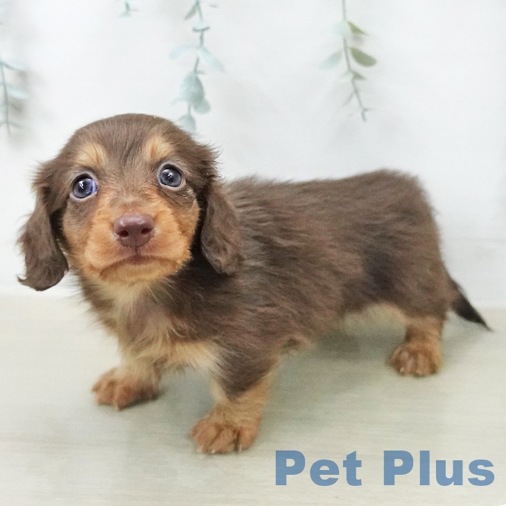 ミニチュア・ダックスフンドの写真2