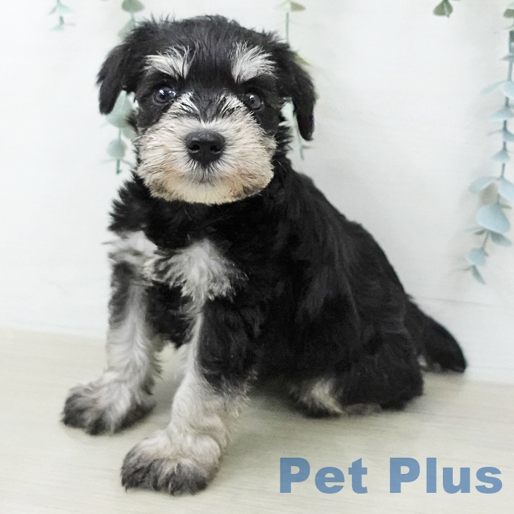 ミニチュア・シュナウザー