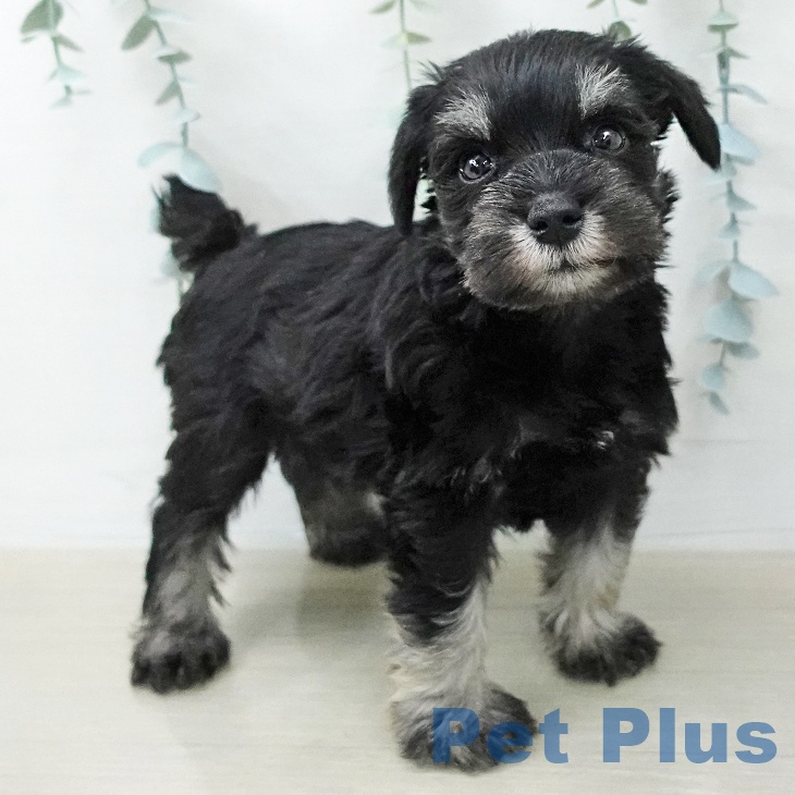 ミニチュア・シュナウザーの写真2