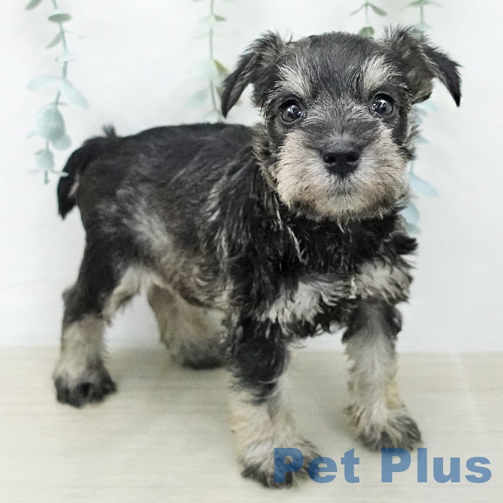 ミニチュア・シュナウザー