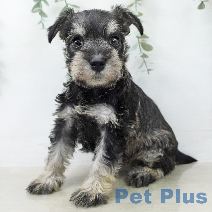 ミニチュア・シュナウザー