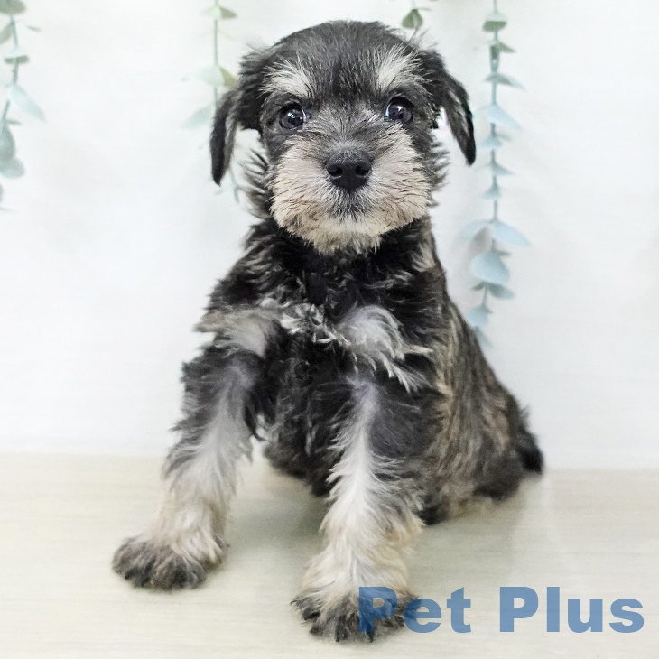 ミニチュア・シュナウザー