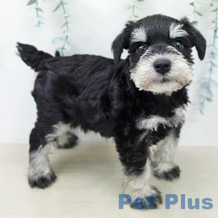 ミニチュア・シュナウザー