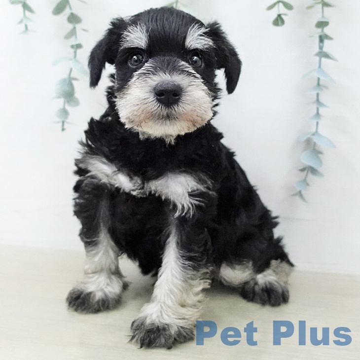 ミニチュア・シュナウザーの写真2