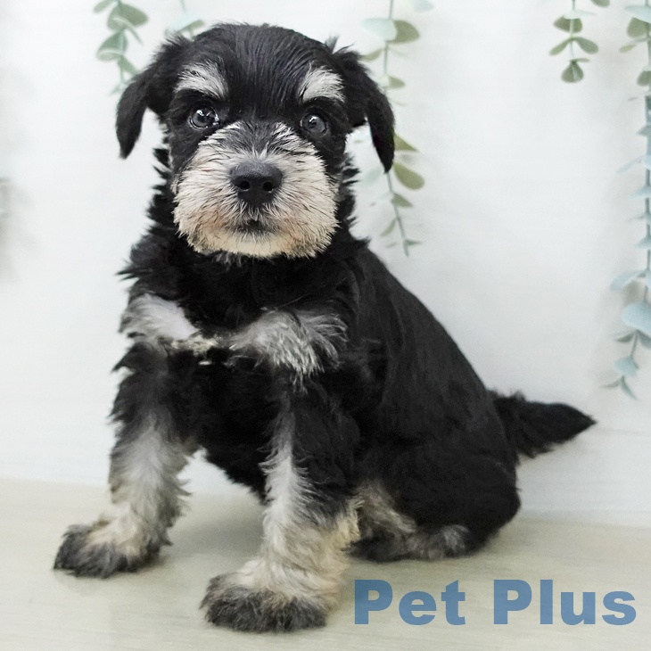 ミニチュア・シュナウザー