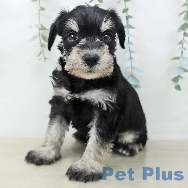 ミニチュア・シュナウザー