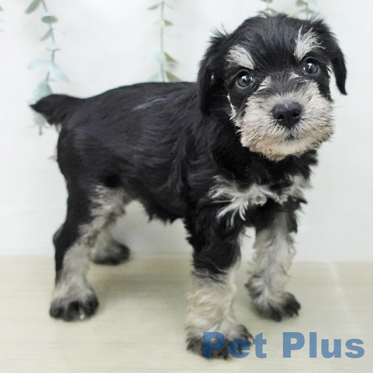 ミニチュア・シュナウザー