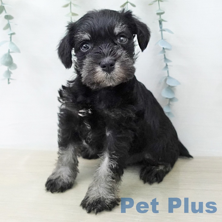 ミニチュア・シュナウザー