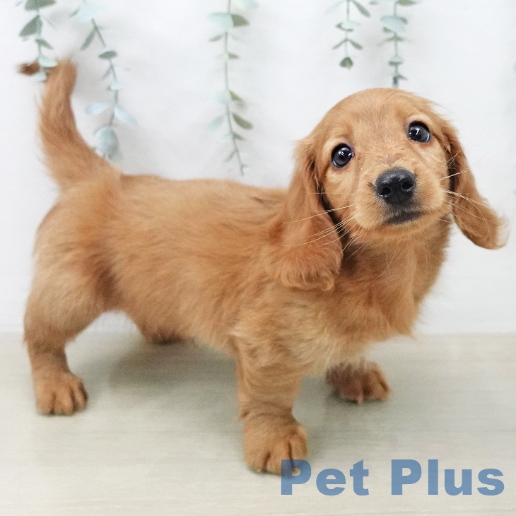 ミニチュア・ダックスフンドの写真2