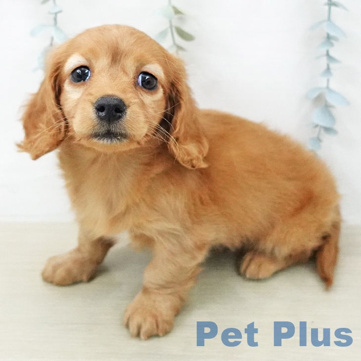 ミニチュア・ダックスフンド