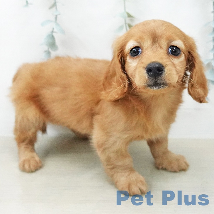 ミニチュア・ダックスフンドの写真2