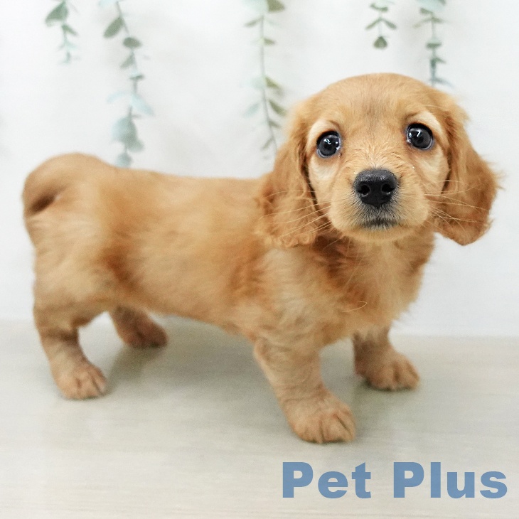 ミニチュア・ダックスフンド