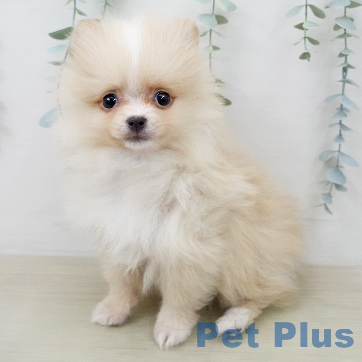 ポメラニアンの写真2