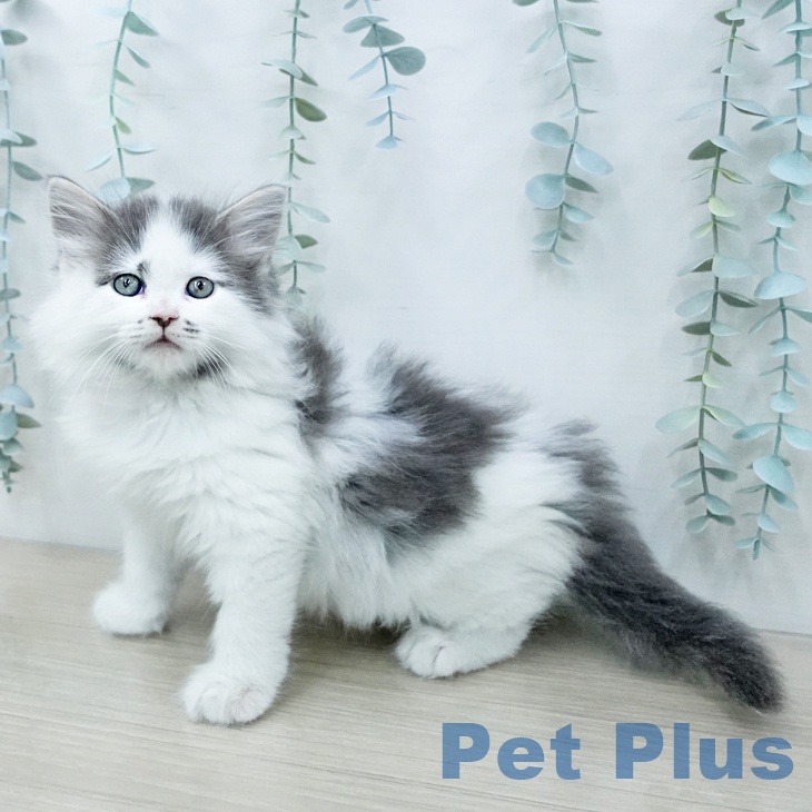 サイベリアンの写真2