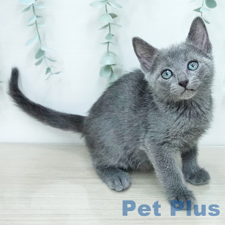 ロシアンブルー