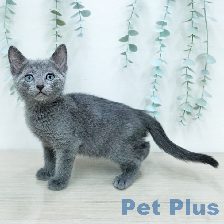 ロシアンブルー