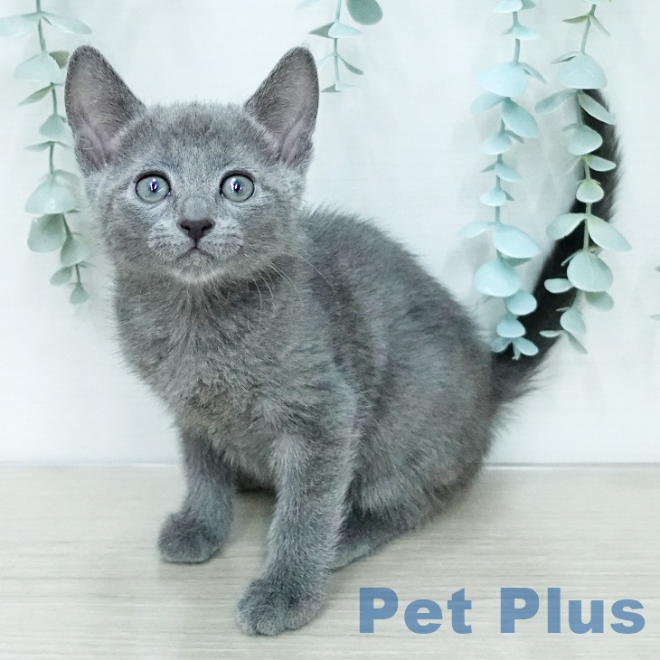 ロシアンブルー