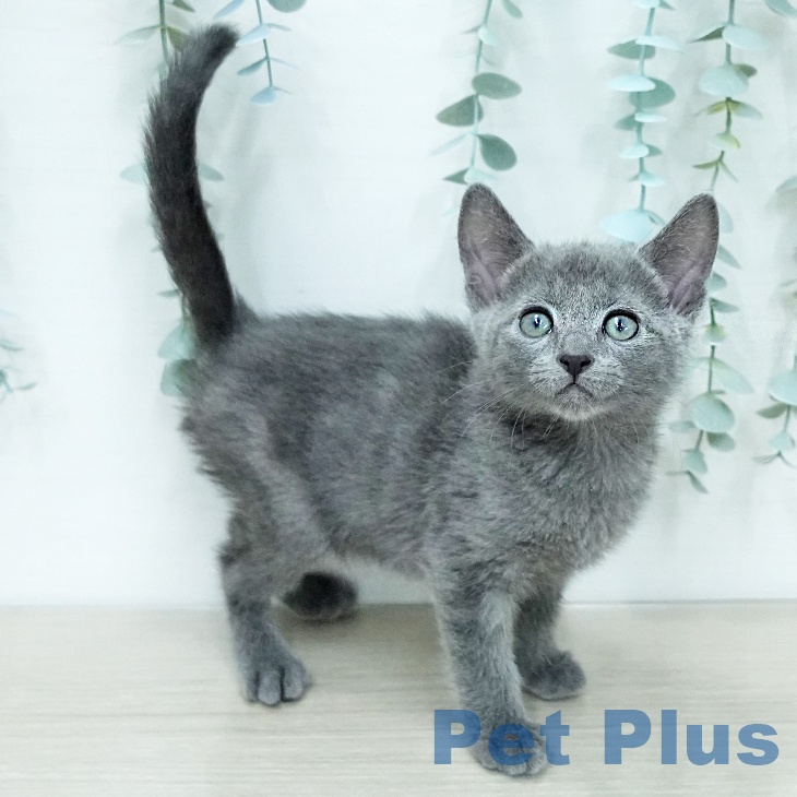 ロシアンブルーの写真2