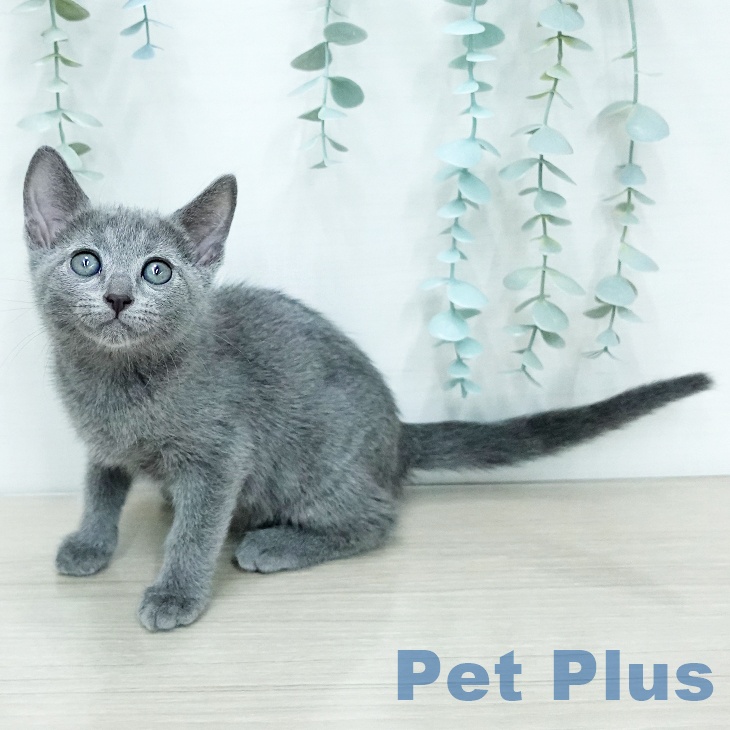 ロシアンブルーの写真2