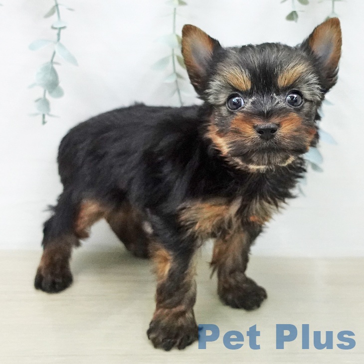 ヨークシャー・テリア