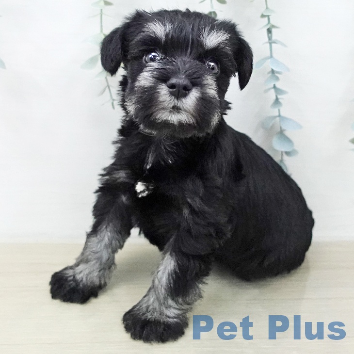 ミニチュア・シュナウザーの写真2