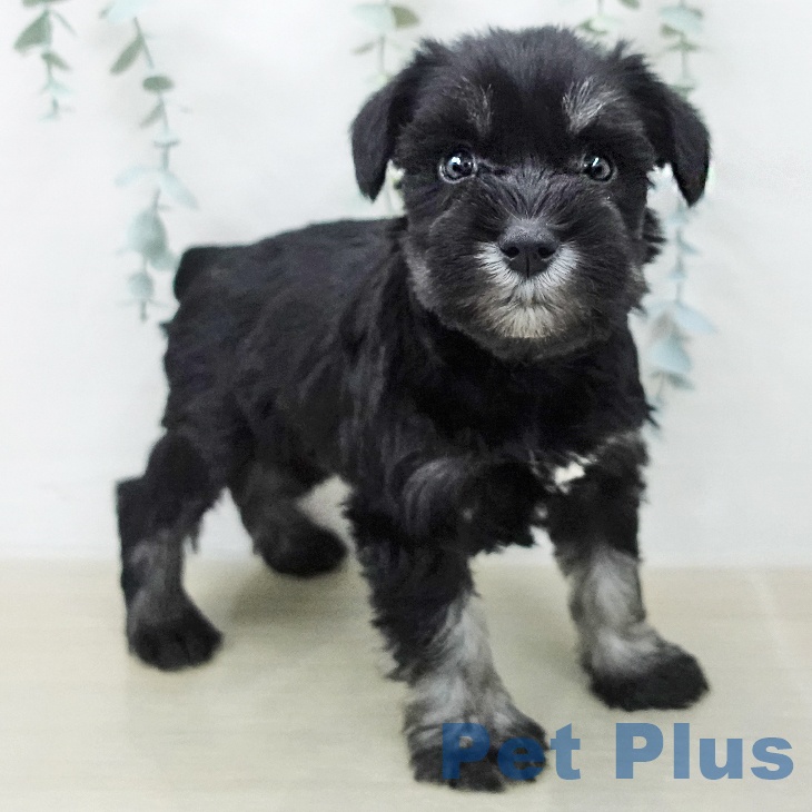 ミニチュア・シュナウザー