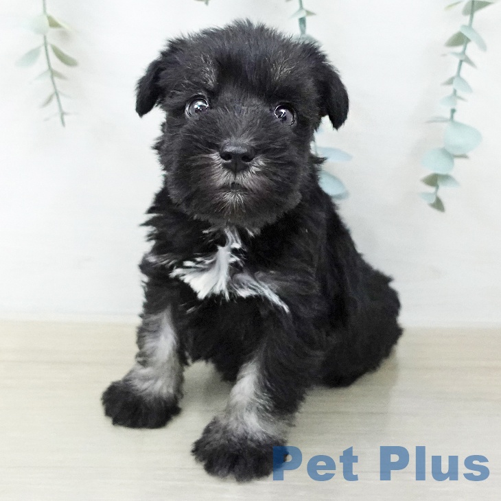 ミニチュア・シュナウザー