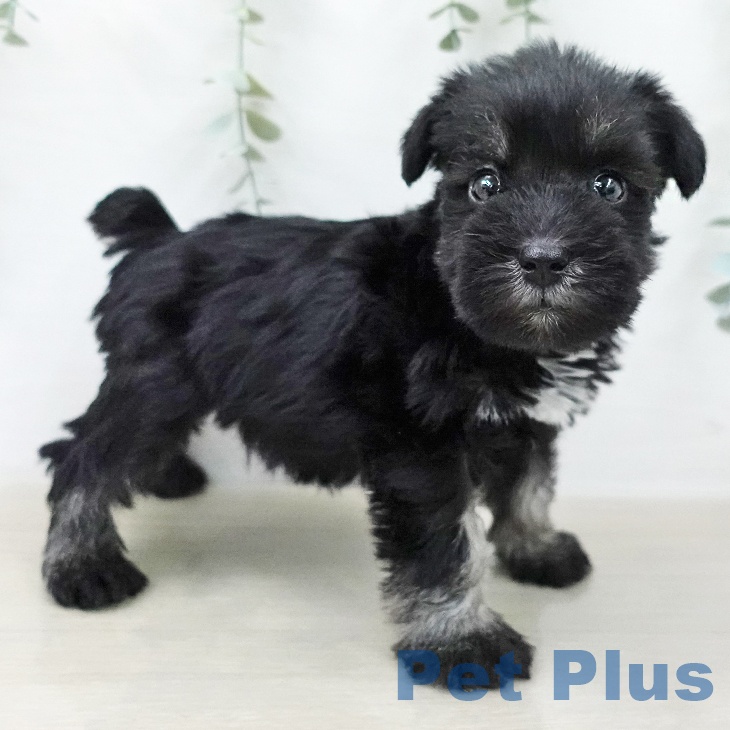 ミニチュア・シュナウザーの写真2