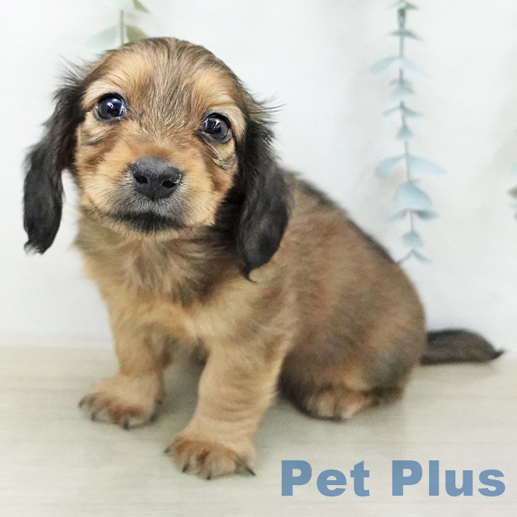 ミニチュア・ダックスフンド